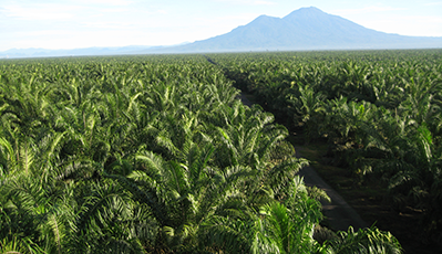 棕櫚油精深加工